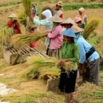 Program Swasembada Pemerintah Disambut Harapan, Tapi Publik Masih Menagih Bukti