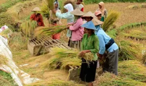 Program Swasembada Pemerintah Disambut Harapan, Tapi Publik Masih Menagih Bukti