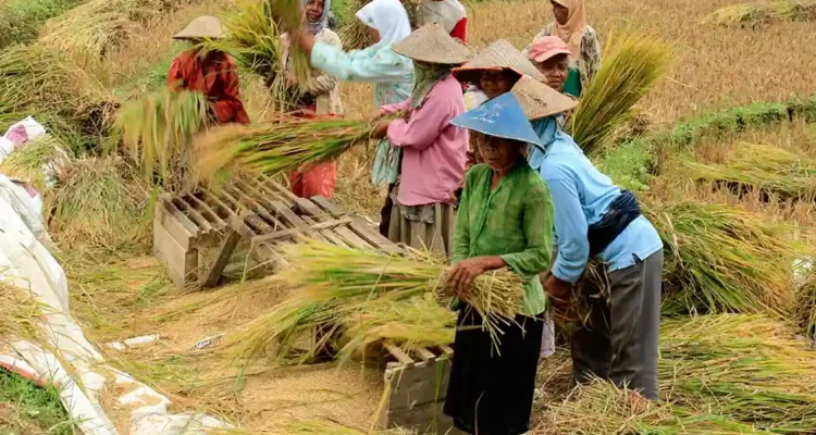 Program Swasembada Pemerintah Disambut Harapan, Tapi Publik Masih Menagih Bukti