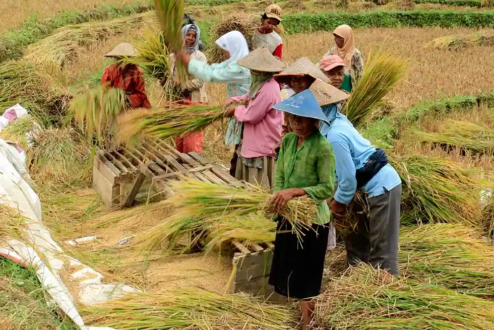 Program Swasembada Pemerintah Disambut Harapan, Tapi Publik Masih Menagih Bukti